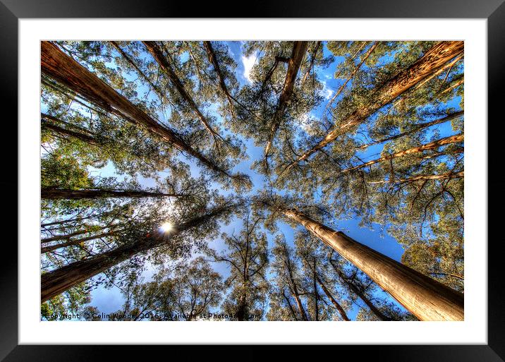The Dandenong Forest, Australia Framed Mounted Print by Colin Woods