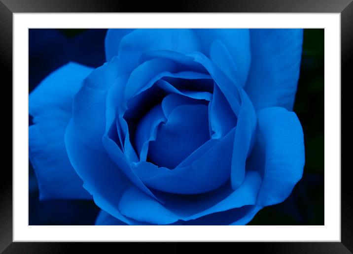 Blue Rose Framed Mounted Print by Ann McGrath