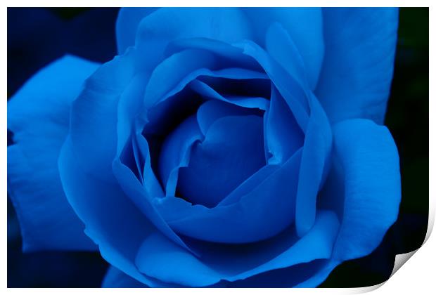 Blue Rose Print by Ann McGrath