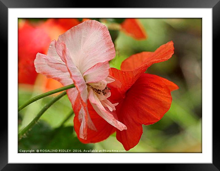 "POPPY LOVE" Framed Mounted Print by ROS RIDLEY