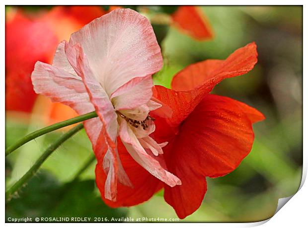 "POPPY LOVE" Print by ROS RIDLEY