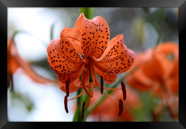 Tiger Lily Flower Framed Print by Ann McGrath