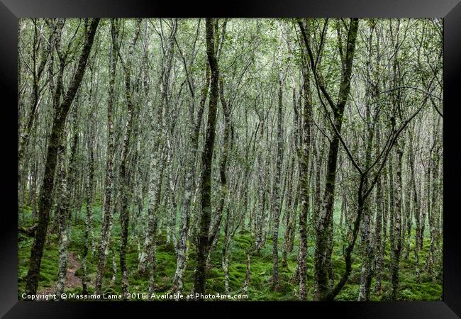Forest trees. , Ireland Framed Print by Massimo Lama