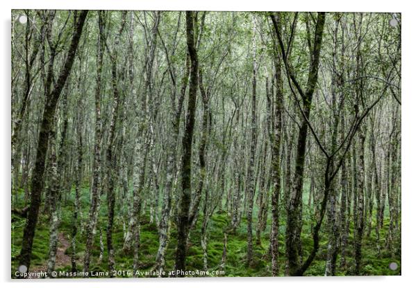 Forest trees. , Ireland Acrylic by Massimo Lama