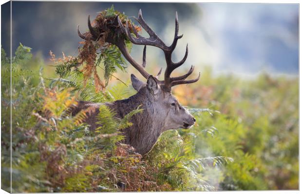 Beast of the Bracken Canvas Print by Ray Taylor