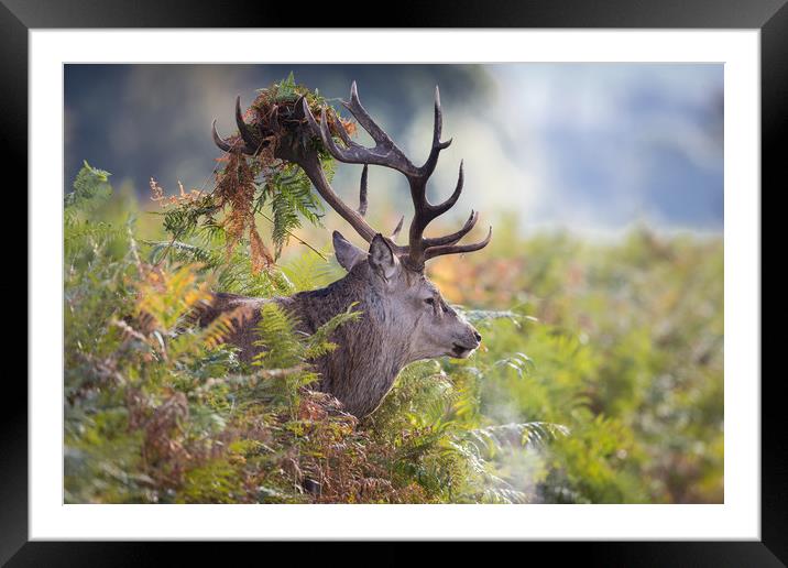 Beast of the Bracken Framed Mounted Print by Ray Taylor