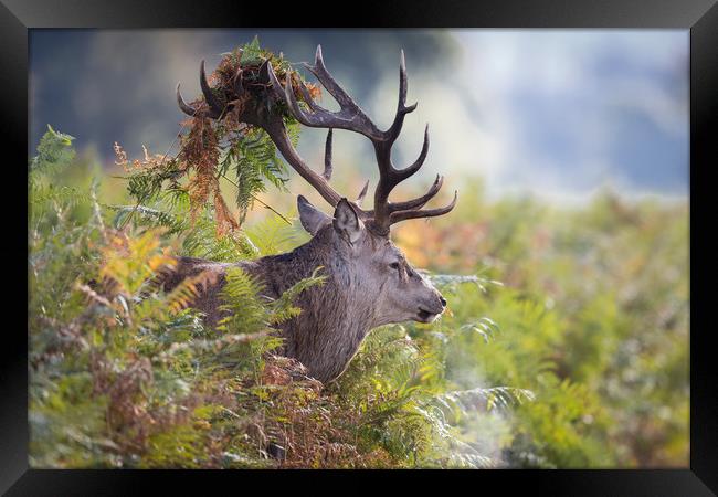 Beast of the Bracken Framed Print by Ray Taylor