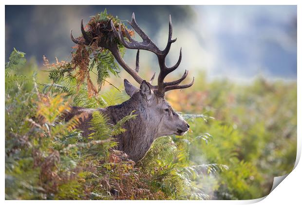 Beast of the Bracken Print by Ray Taylor