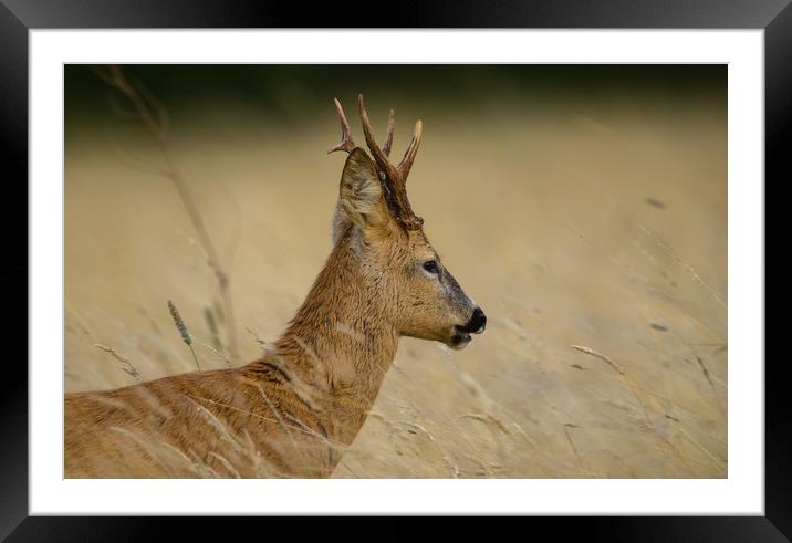 Evening Grazing Framed Mounted Print by Ray Taylor