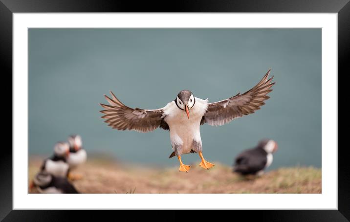 Landing Iminent Framed Mounted Print by Ray Taylor