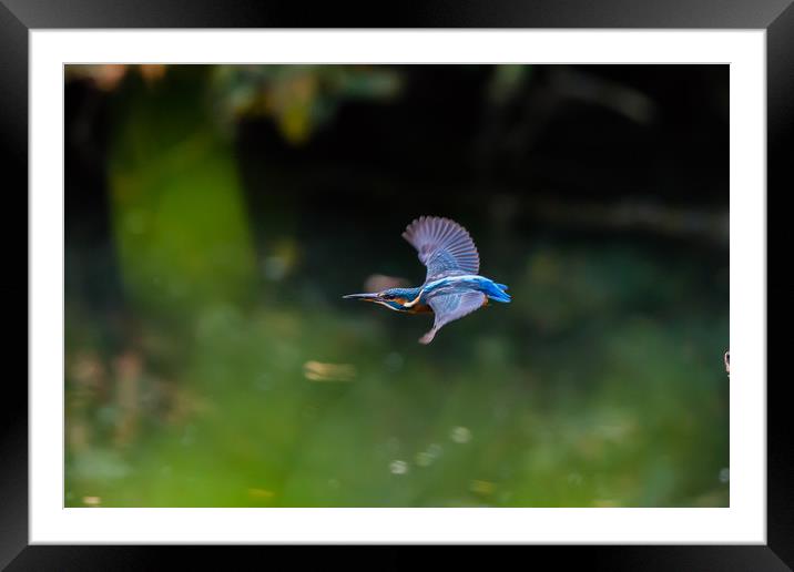 Kingfisher through the peep hole Framed Mounted Print by Ray Taylor