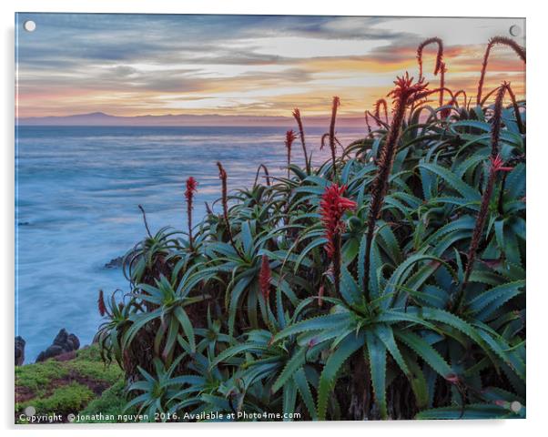 Coastal Aloes 2 Acrylic by jonathan nguyen