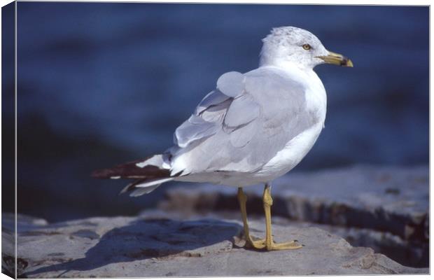Seagull looking right Canvas Print by Alfredo Bustos