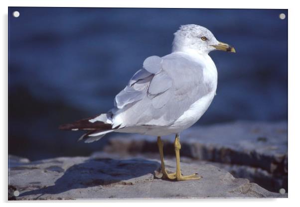 Seagull looking right Acrylic by Alfredo Bustos