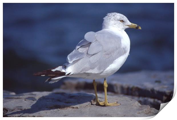 Seagull looking right Print by Alfredo Bustos