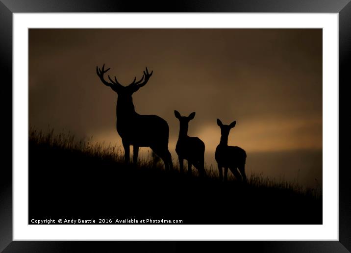 Red Deer at dawn Framed Mounted Print by Andy Beattie