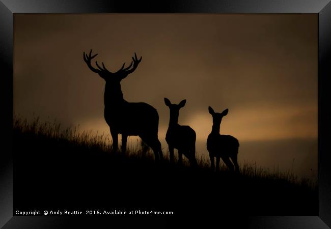 Red Deer at dawn Framed Print by Andy Beattie