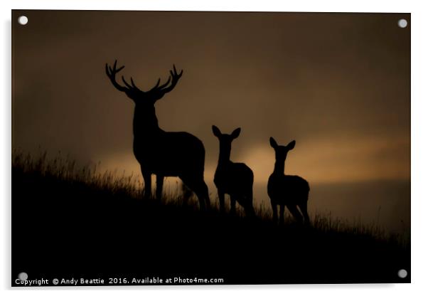 Red Deer at dawn Acrylic by Andy Beattie