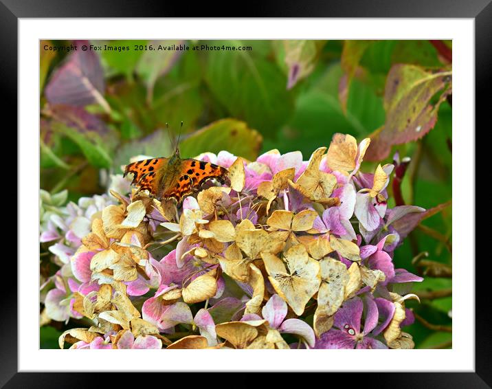 Comma Butterfly Framed Mounted Print by Derrick Fox Lomax