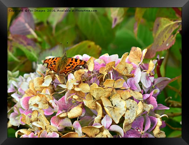 Comma Butterfly Framed Print by Derrick Fox Lomax