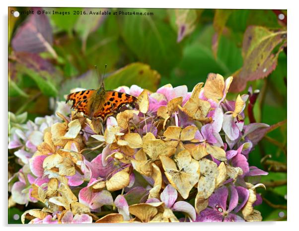 Comma Butterfly Acrylic by Derrick Fox Lomax