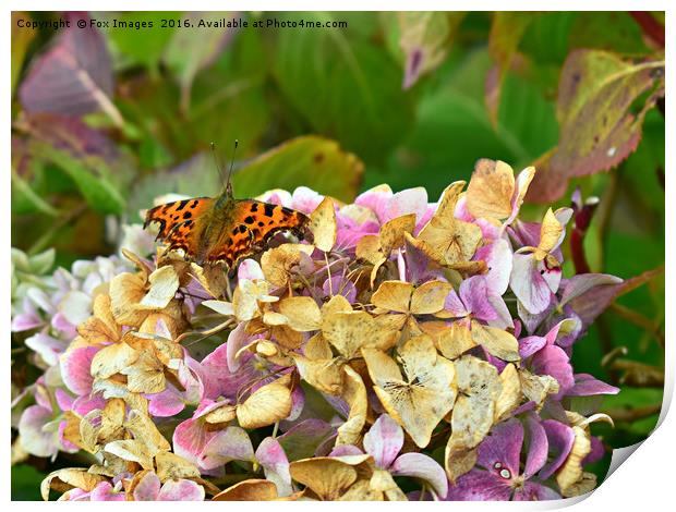 Comma Butterfly Print by Derrick Fox Lomax
