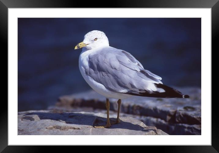 Seagull looking left Framed Mounted Print by Alfredo Bustos