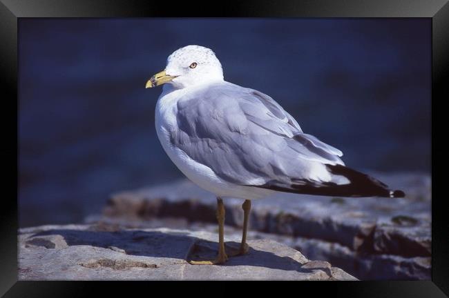  Seagull looking left Framed Print by Alfredo Bustos