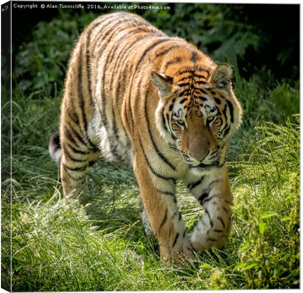 Amur Tiger Canvas Print by Alan Tunnicliffe