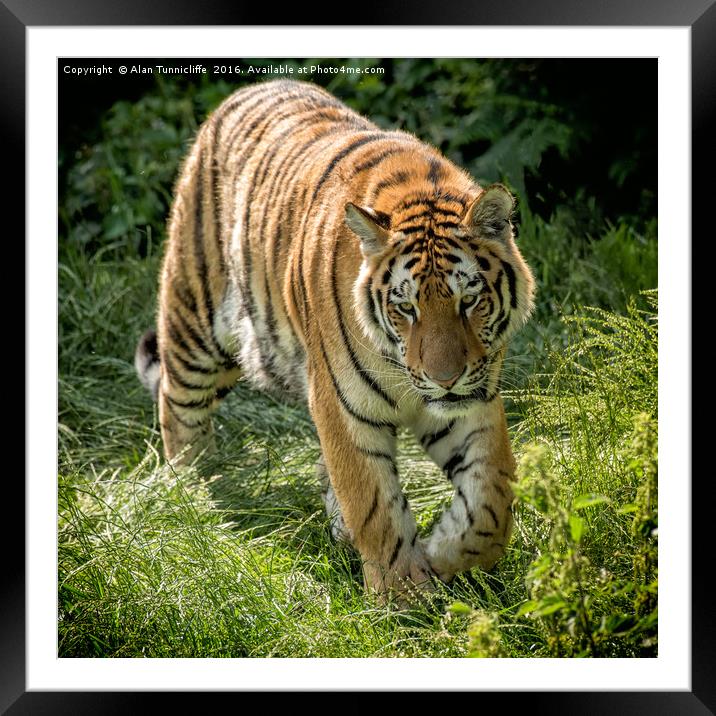 Amur Tiger Framed Mounted Print by Alan Tunnicliffe