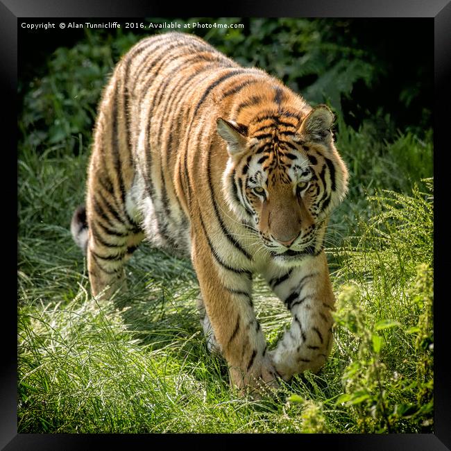 Amur Tiger Framed Print by Alan Tunnicliffe