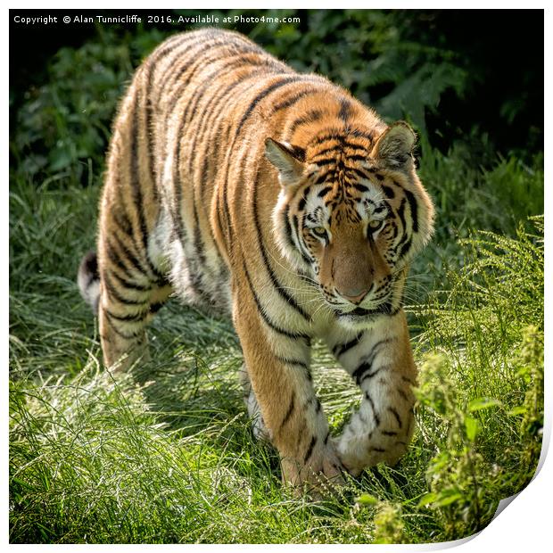 Amur Tiger Print by Alan Tunnicliffe