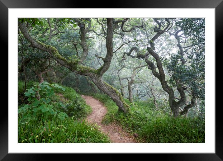 Mysterious Oak woodland Framed Mounted Print by Andrew Kearton