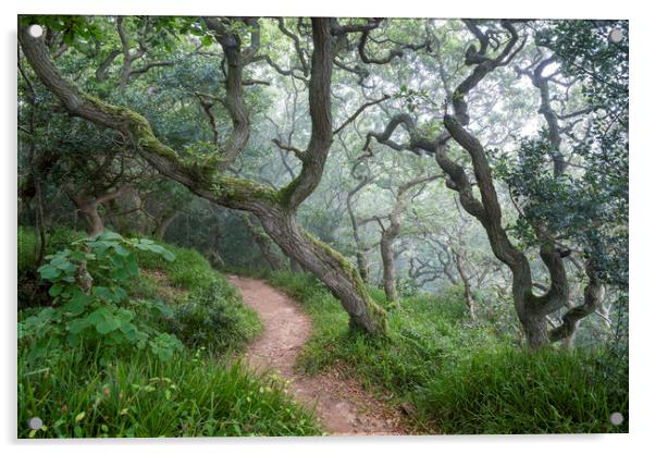 Mysterious Oak woodland Acrylic by Andrew Kearton