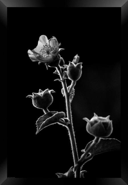 Beauty in Black and White Framed Print by Indranil Bhattacharjee