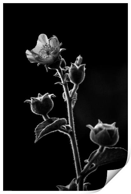 Beauty in Black and White Print by Indranil Bhattacharjee