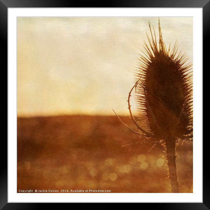 Teasel on the Beach Framed Mounted Print by Jackie Davies