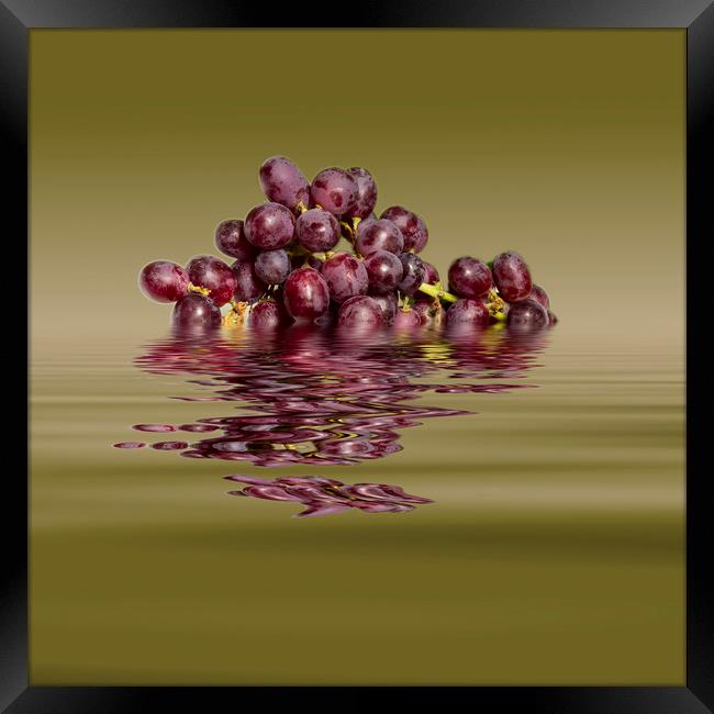 Krissy Gold Grapes to wine Framed Print by David French