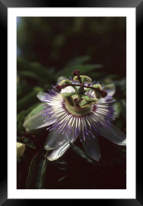 PASSIFLORA Framed Mounted Print by Alfredo Bustos