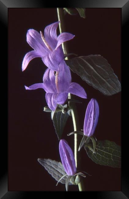 Bellflower, Black background Framed Print by Alfredo Bustos