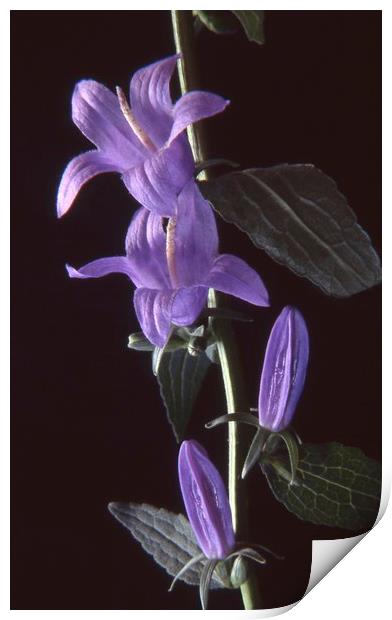 Bellflower, Black background Print by Alfredo Bustos