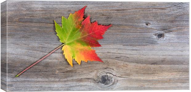 Single vibrant autumn maple leaf on rustic wood  Canvas Print by Thomas Baker
