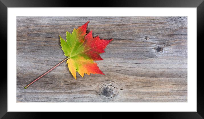 Single vibrant autumn maple leaf on rustic wood  Framed Mounted Print by Thomas Baker