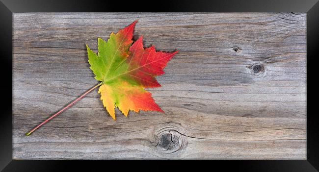 Single vibrant autumn maple leaf on rustic wood  Framed Print by Thomas Baker