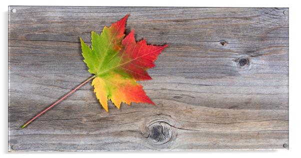 Single vibrant autumn maple leaf on rustic wood  Acrylic by Thomas Baker