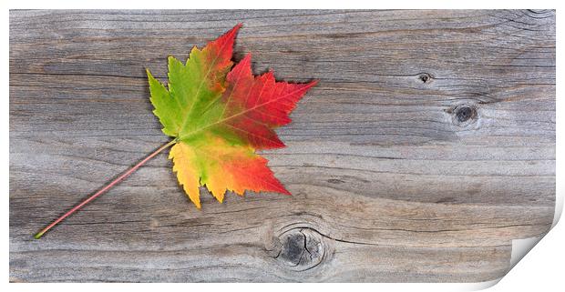 Single vibrant autumn maple leaf on rustic wood  Print by Thomas Baker