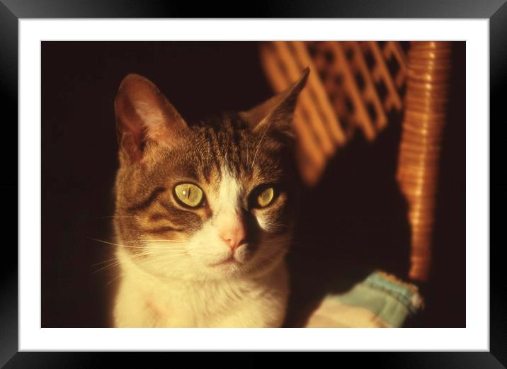 The cat and its shadow Framed Mounted Print by Alfredo Bustos