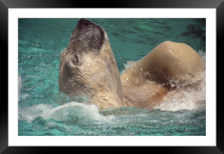 Polar bear, Backstroke, Metro Toronto Zoo Framed Mounted Print by Alfredo Bustos