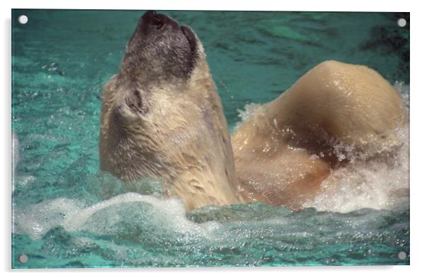 Polar bear, Backstroke, Metro Toronto Zoo Acrylic by Alfredo Bustos