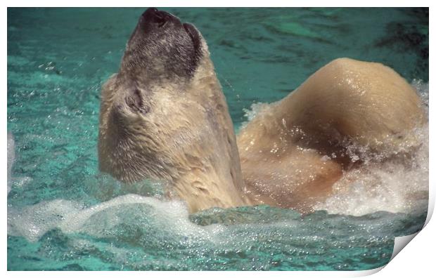 Polar bear, Backstroke, Metro Toronto Zoo Print by Alfredo Bustos